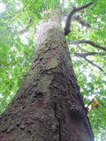 Anacardium excelsium